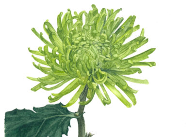 Green Chrysanthemum “Kiku” - original watercolor botanical art by Teri Kuwahara