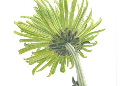 Green Chrysanthemum “Kiku” 3 - original watercolor botanical art by Teri Kuwahara