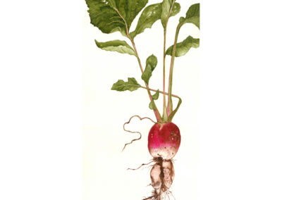 Dancing Radish - original watercolor botanical art by Teri Kuwahara