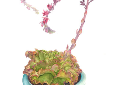 Echeveria Gibbiflora - original watercolor botanical art by Teri Kuwahara