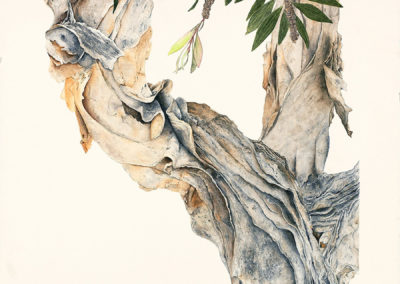 Paperbark Tree - Melaleuca Quinquenervia - original watercolor botanical art by Teri Kuwahara