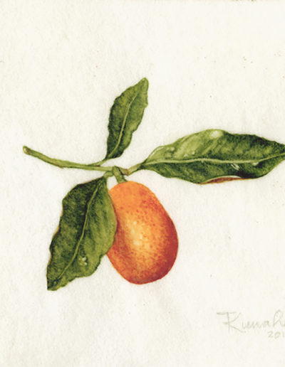 Nagami Kumquat- original watercolor botanical art by Teri Kuwahara