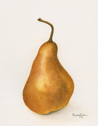 Bartlett Pear, Pyrus communis 'Williams' - original watercolor botanical art by Teri Kuwahara