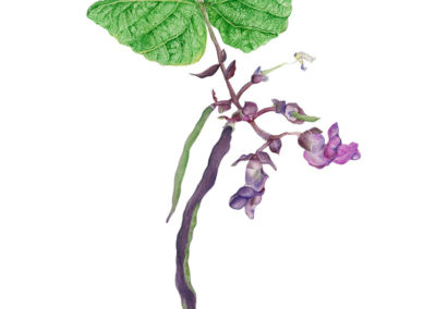 Purple Pod Pole Bean - original watercolor botanical art by Teri Kuwahara