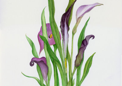 Purple Calla Lily - original watercolor botanical art by Teri Kuwahara