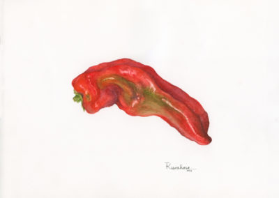 Red Pepper - original watercolor botanical art by Teri Kuwahara