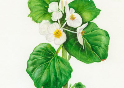 White Begonia - original watercolor botanical art by Teri Kuwahara