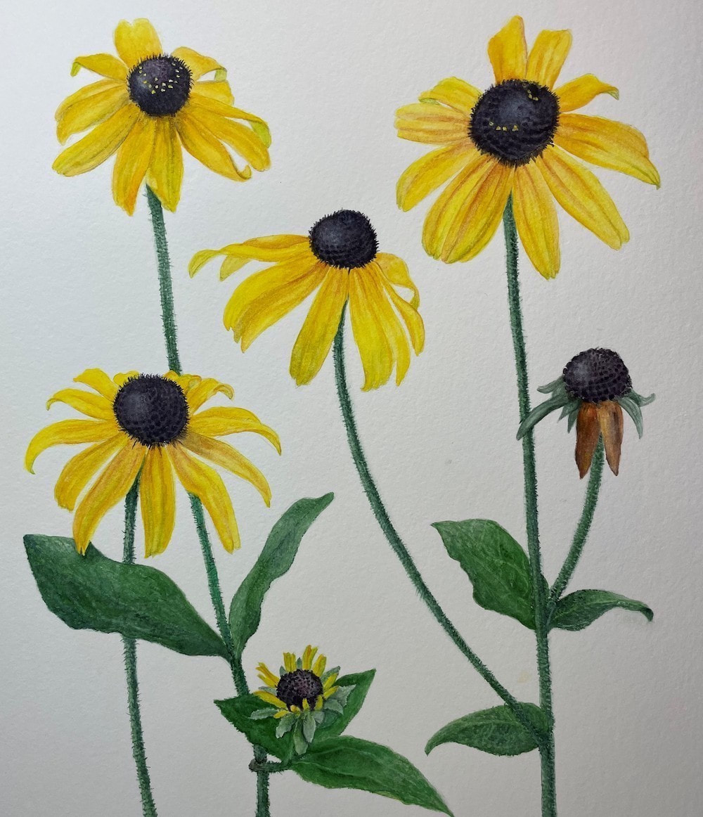 Rudbeckia - watercolor on paper by Teri Kuwahara 2020